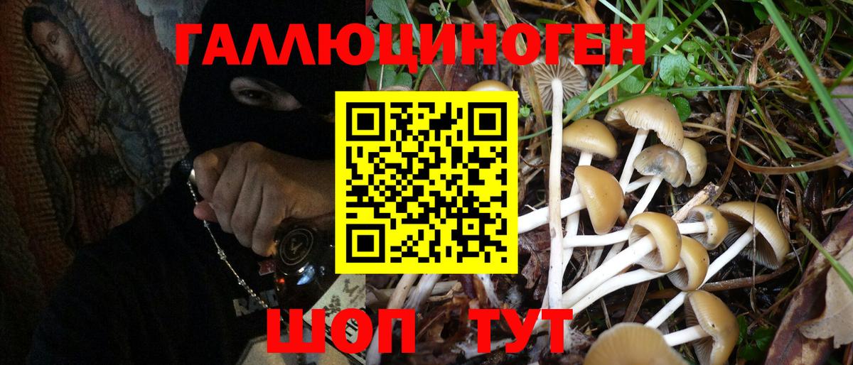Галлюциногенные грибы Psilocybe Холмск